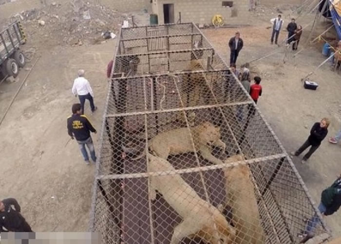 ADI���ڱ��ܻὫ33ͷ����Ϸ�žȳ���ʨ���������Ϸǣ���������Ұ���������