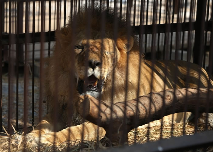 ��ȵ�ʨ����Щ�۾�Ϲ�ˡ�