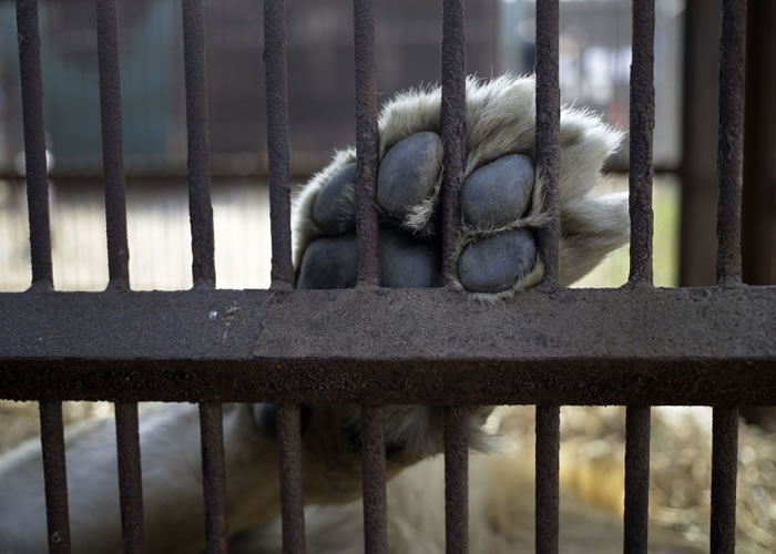 �󲿷ֻ�ȵ�ʨ�Ӷ�����צ��