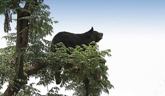 亚洲黑熊帮助日本樱花帮忙传播种子