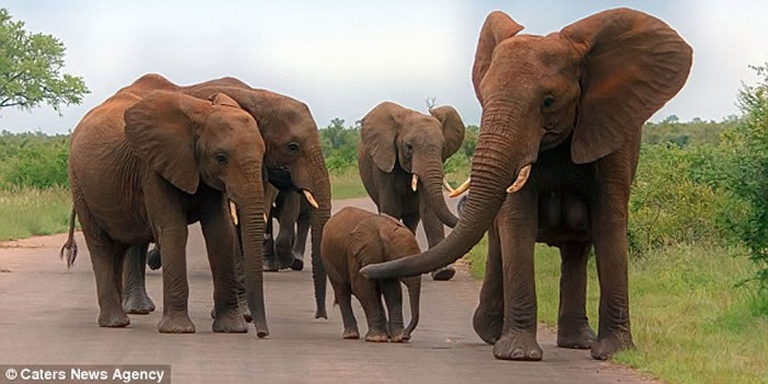 南非克鲁格国家公园捕获最壮观的大象巨乳镜头