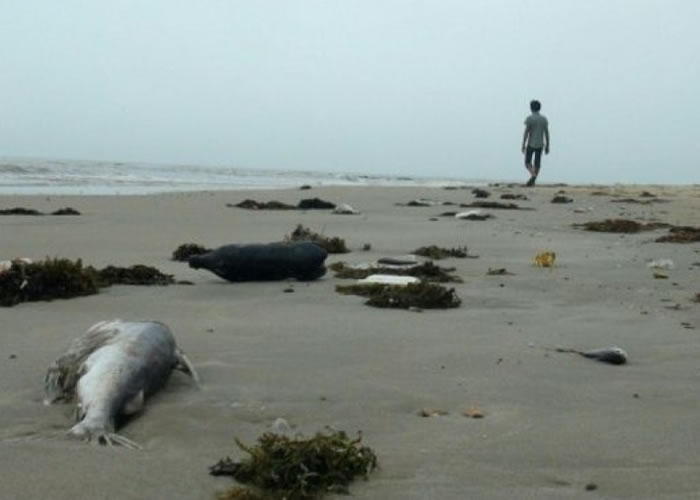 越南中部出现大批死亡海产。