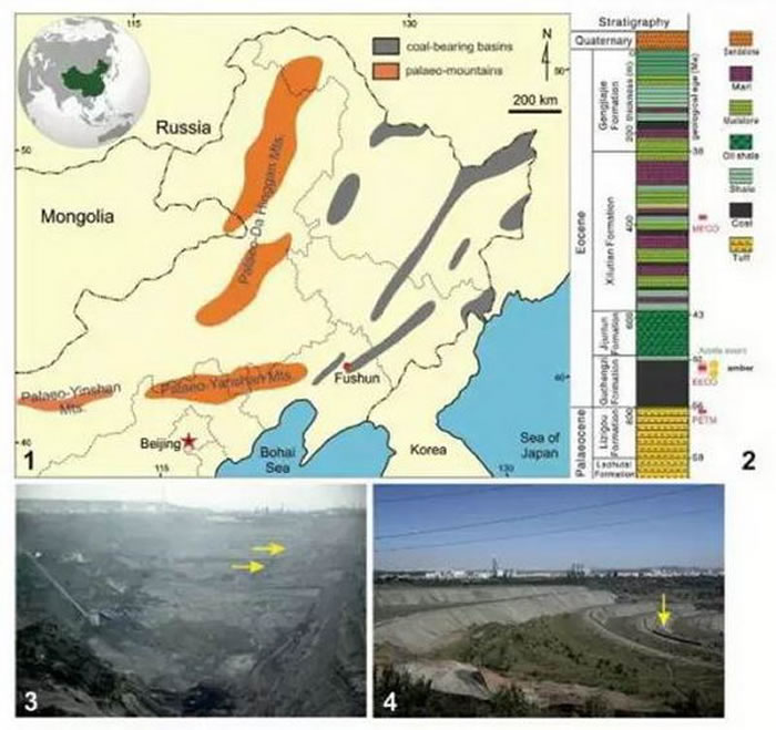 抚顺琥珀中发现新物种“范氏中殊蠓”