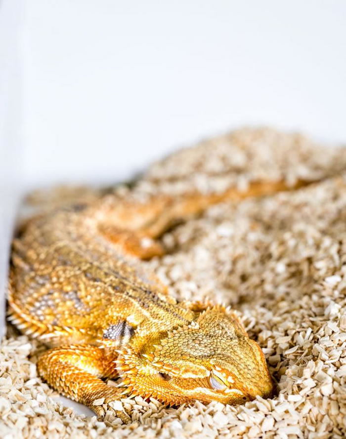 澳洲鬃狮蜥(Pogona vitticeps)。