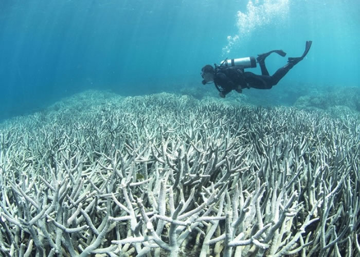 大堡礁白化问题严重,令当地生态系统变得愈来愈恶劣。