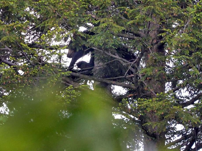 美国黑熊以为被汽车追杀一路狂奔爬上树