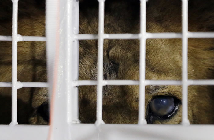 国际动保协会把在秘鲁和哥伦比亚拯救出33头马戏团狮子空运送到南非