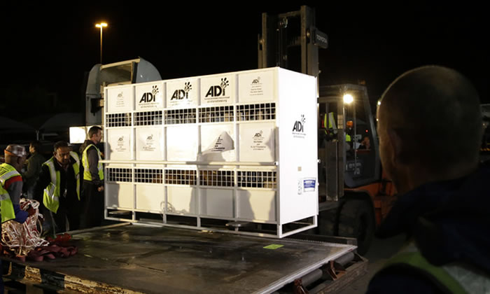 国际动保协会把在秘鲁和哥伦比亚拯救出33头马戏团狮子空运送到南非