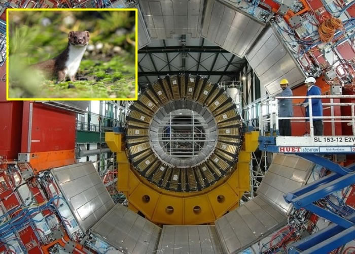 CERN的大型强子对撞机(大图)因为被鼬鼠(小图)咬烂高压电线,导致电力故障需暂停运作待维修。