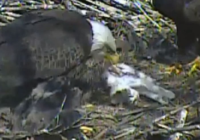 美国白头鹰擒获一只猫 带到鸟巢将它分给小鹰吃