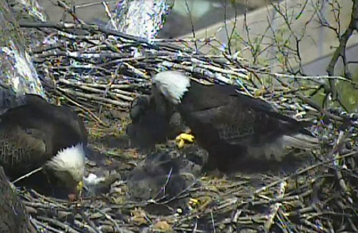 美国白头鹰擒获一只猫 带到鸟巢将它分给小鹰吃