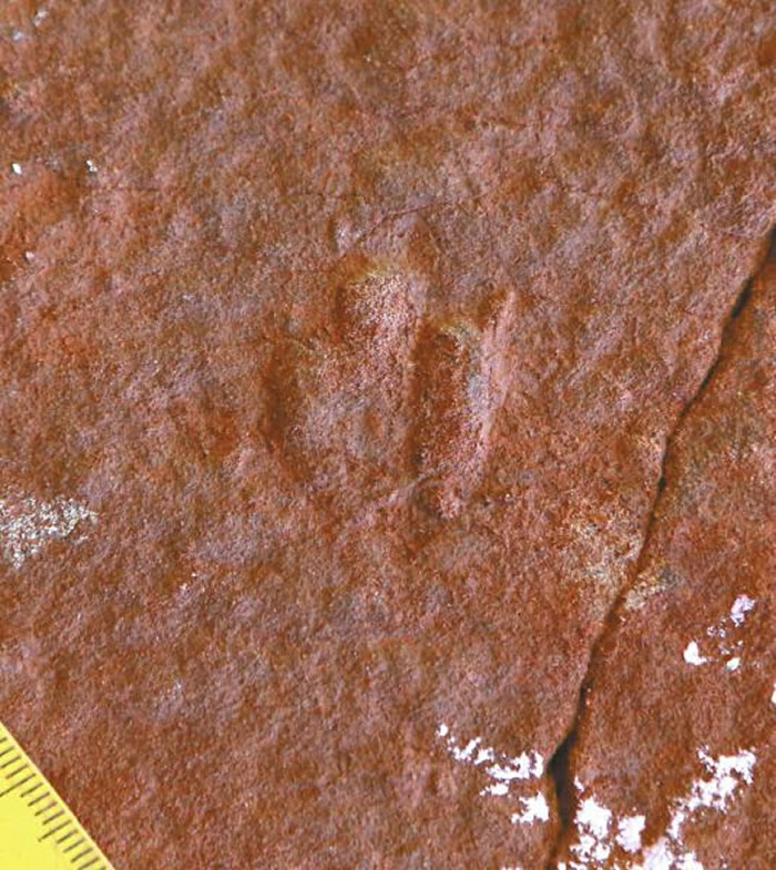 ��С�Ŀ����㼣