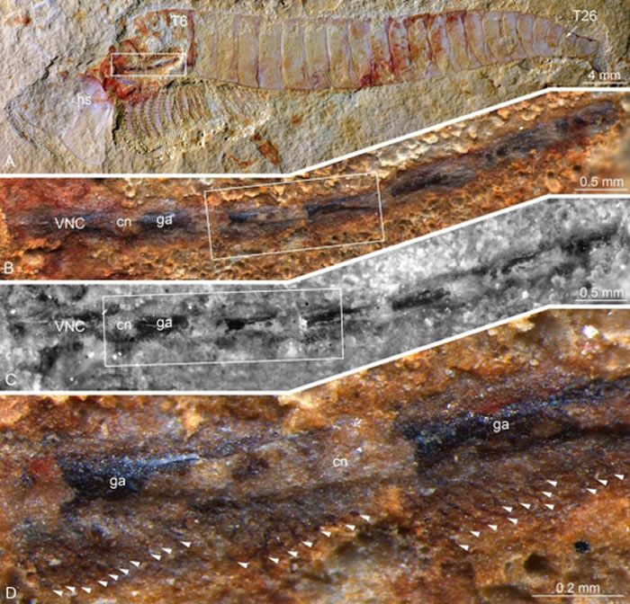 �����Сʯ�ӻ�ʯ����ĸ��ɺ���Chengjiangocaris  kunmingensis�����и���������ǳɫ�������״�ṹ������ϸ����Ե�񾭣���ɫ��ͷ��ʾ��