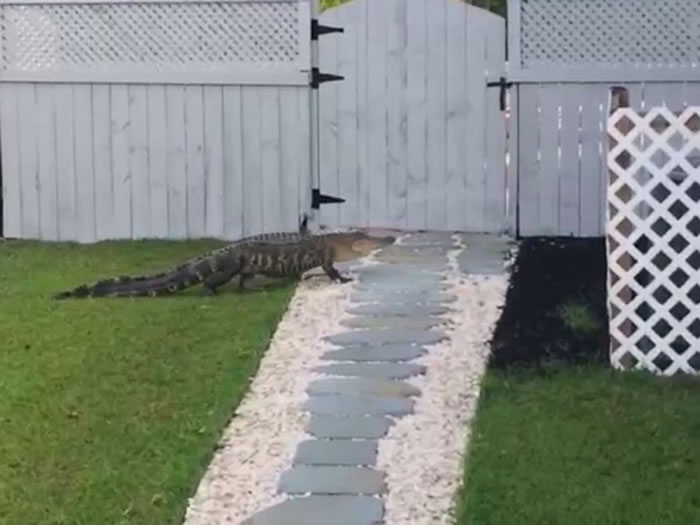 拍到罕见一幕:美国一只鳄鱼竟然走到某户人家前起身敲门