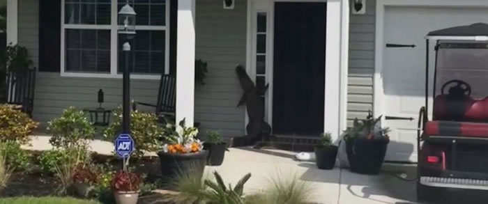 拍到罕见一幕:美国一只鳄鱼竟然走到某户人家前起身敲门