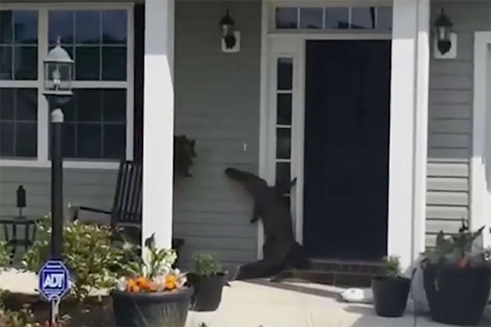 拍到罕见一幕:美国一只鳄鱼竟然走到某户人家前起身敲门