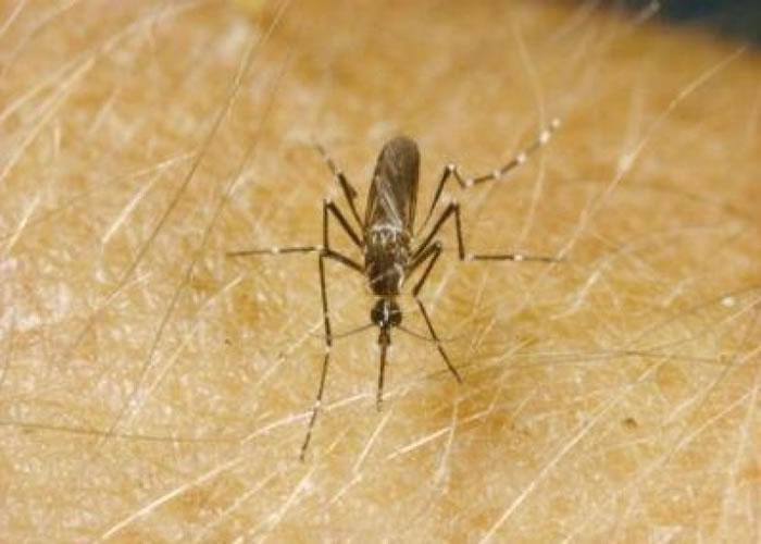 巴西科学家发表研究指名为沃尔巴克氏体的细菌可降低蚊子传播寨卡病毒的能力