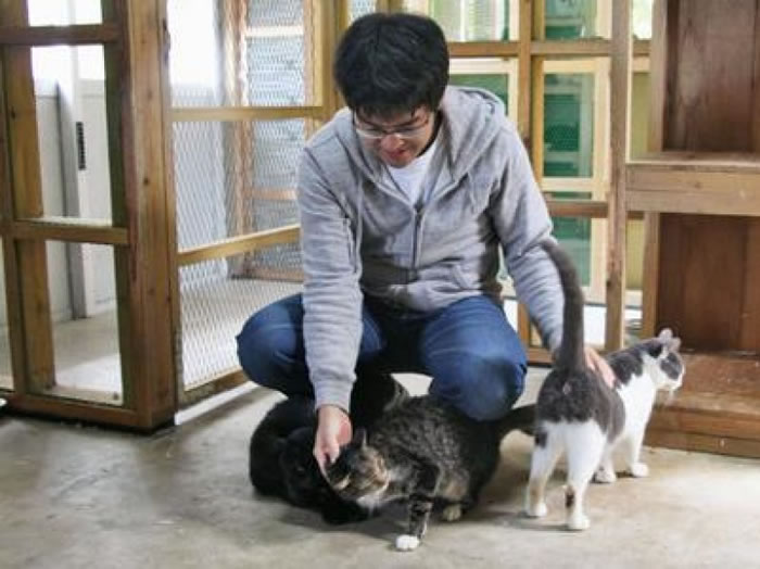 流浪猫逐批送至动物中心绝育。