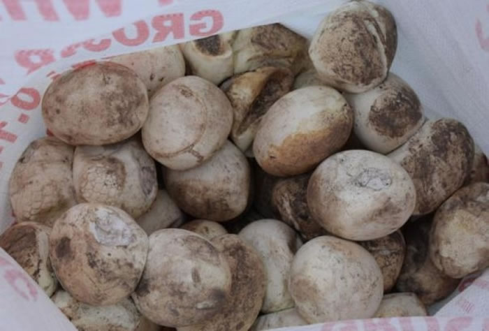 旁边还有90只蛇蛋