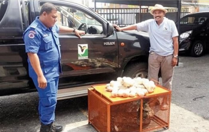 这次抓到的大马蛇长达4公尺,并重达100公斤,现场还有90颗蛇蛋。