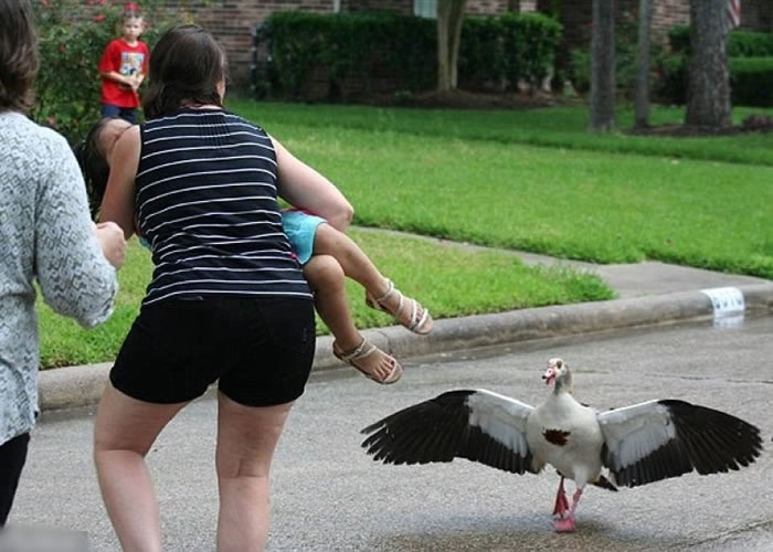 邻居出手相助,助女童脱离“鹅掌”。