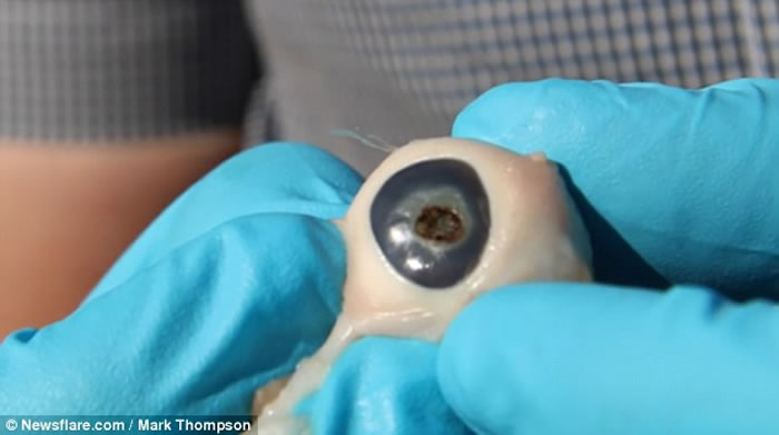 ֱͨԶ̫ʲôӢѧMark Thompsonʵ