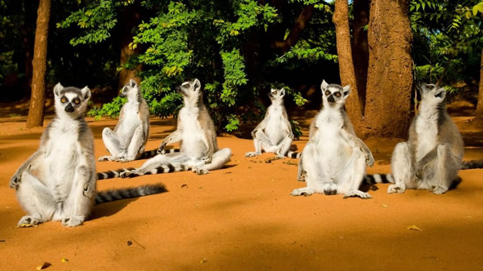 资料图片:环尾狐猴