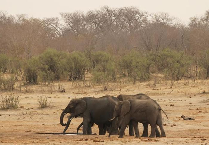津巴布韦面临严重全国性干旱 决定将更多的野生动物出售