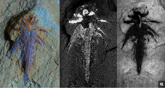 ͼʾǿѧ·ֵ5.2ǰ֫׳滯ʯĳȽ2ף״ǳãͨ΢ϲɨɳ3Dṹ