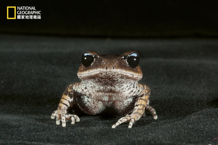 ��ü�����Ϣ�����ֵ����������Ϻ�����Ϊʳ��Ϊ�й������֣��ڷ�ֳ����ʱֻ�й���ܵ��ϴ��᳤�����ʴ̣���ֳʱ�����̼�ĸ��ܡ���Ϊ�����ܵ���ʧ��������ܵ������𽥼���