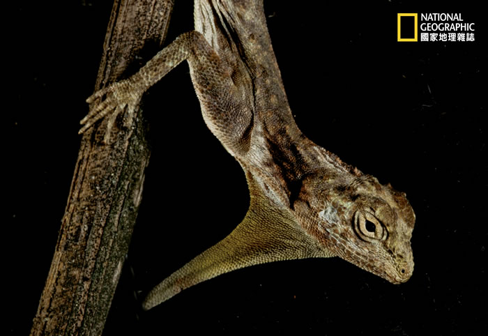 �߷�����Ϣ�����ֵ��м������ڲ㣬�����ֻ��������Ժ�ǿ�����ĺ��ҿ�������չʾ������������ż����ʾ��ء����������й��ϲ��������������ද������ܵ���ʧ��������˽��