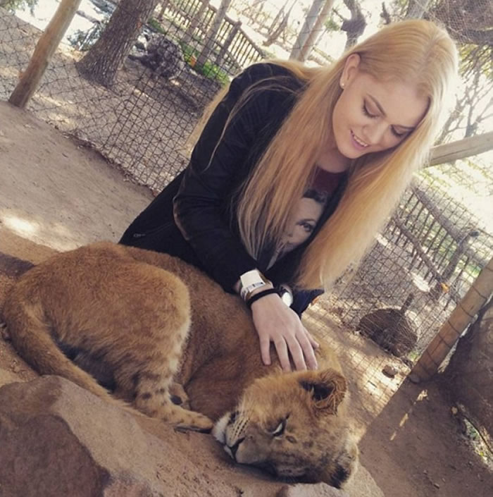 游客只需付小量金钱便可触摸幼狮。