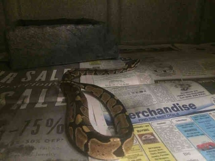 这条球蟒疑似已在公寓大楼排水管里住了一阵子。