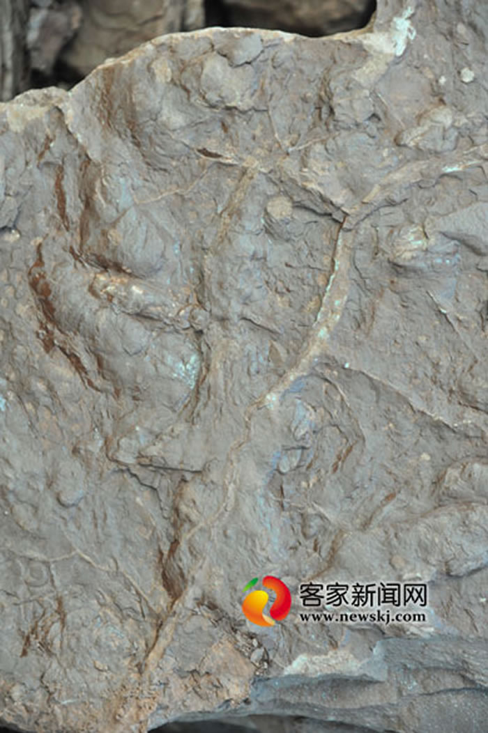 江西境内首次发现恐龙脚印化石?