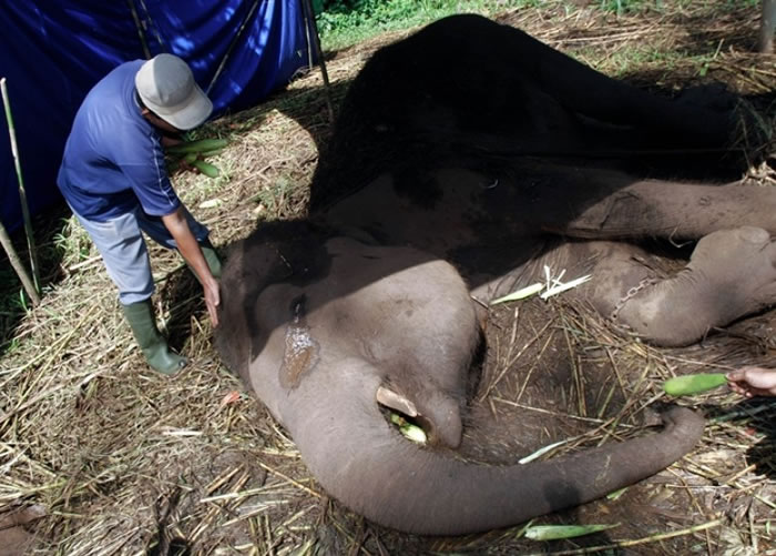 动物园正调查Yani的死因。