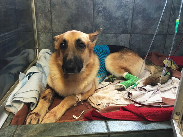 ����һֻ�¹�����ȮΪ����С���˲�ϧ����β�߲���