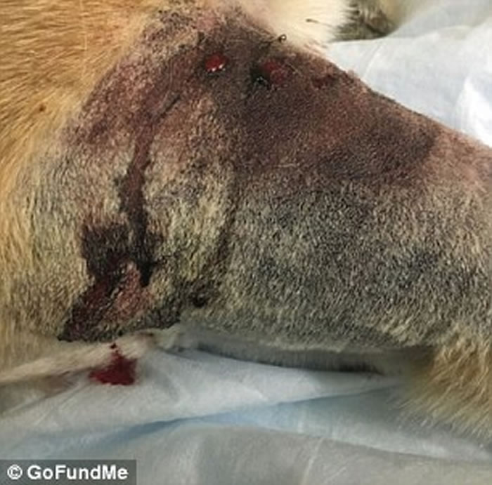 ����һֻ�¹�����ȮΪ����С���˲�ϧ����β�߲���