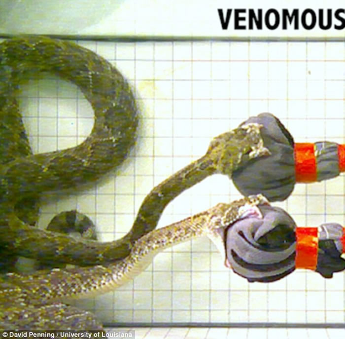 ෢𹥻ٶ൱ գ۹ִ̾4ι