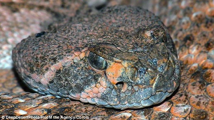 ෢𹥻ٶ൱ գ۹ִ̾4ι