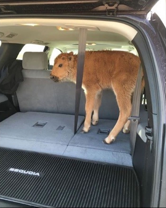 ���ӽ�Ұţ�������ϳ������æȡů��