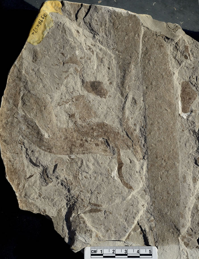 发现于燕山山脉的大型碳质膜化石(中元古代,距今15.6亿年)