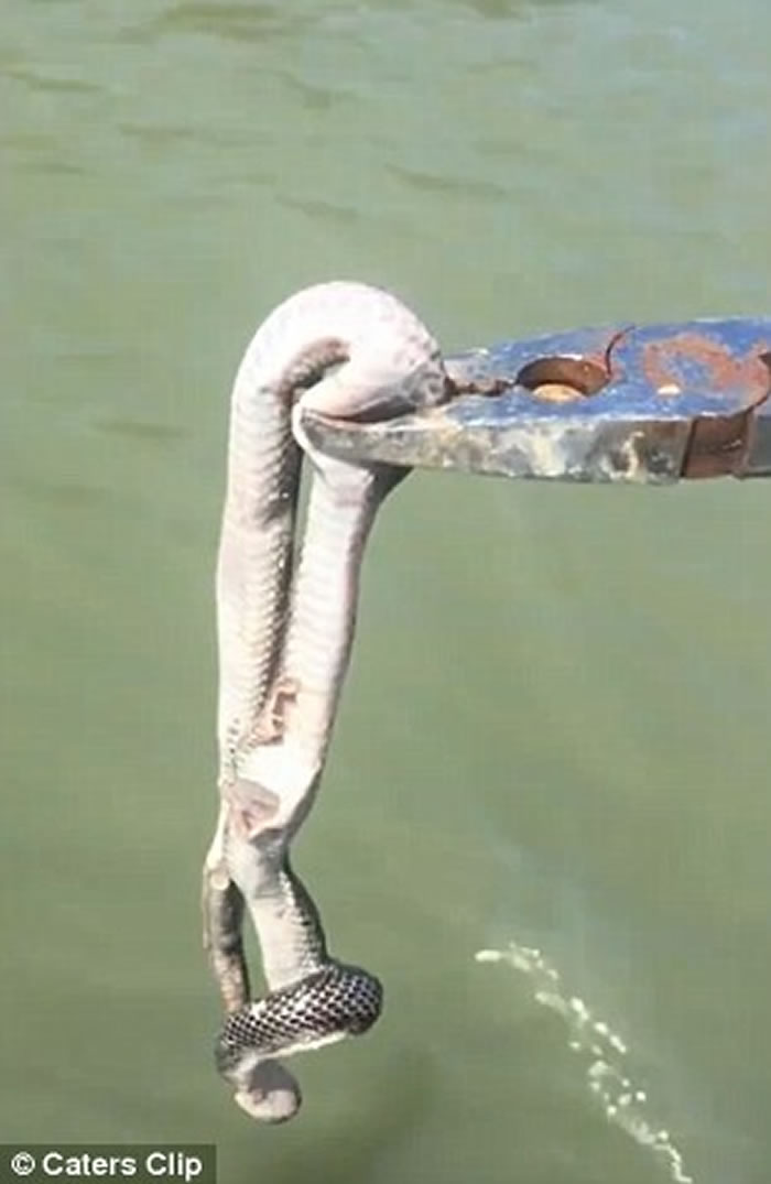 澳洲男子钓到石斑鱼发现鱼嘴中居然有一条蛇,最后双双放生