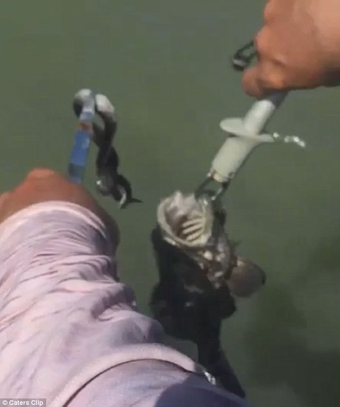 澳洲男子钓到石斑鱼发现鱼嘴中居然有一条蛇,最后双双放生