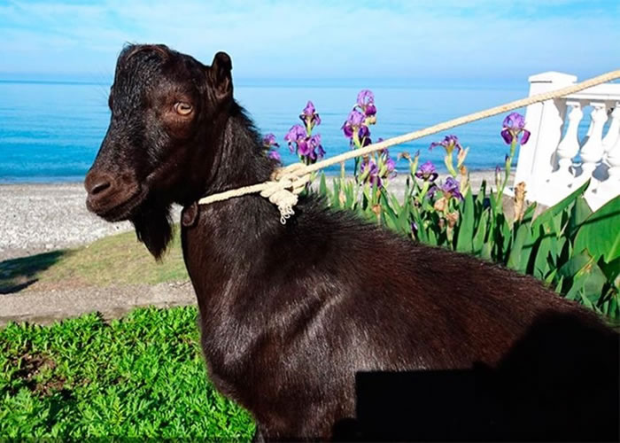 黑山羊名为“奥巴马”,与美国总统同名。