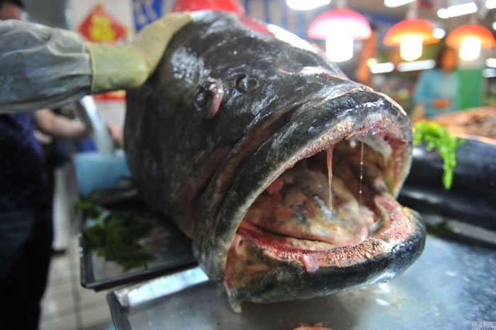 ɽ�����񲶻�305�����ʯ��