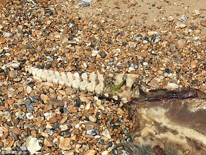 Ӣ��˹�ػ��ز�����̲���������޹� ӵ����������ļ��������������