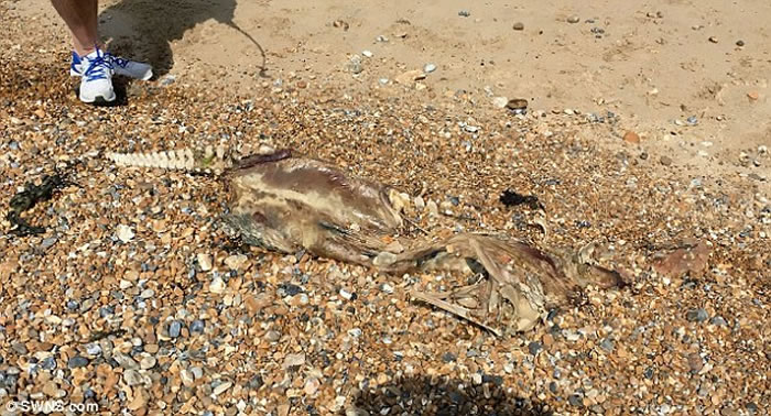 Ӣ��˹�ػ��ز�����̲���������޹� ӵ����������ļ��������������