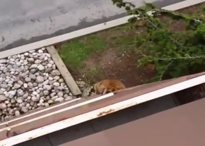 浣熊爬下地面迅速熘走,楼上众人也无可奈何。