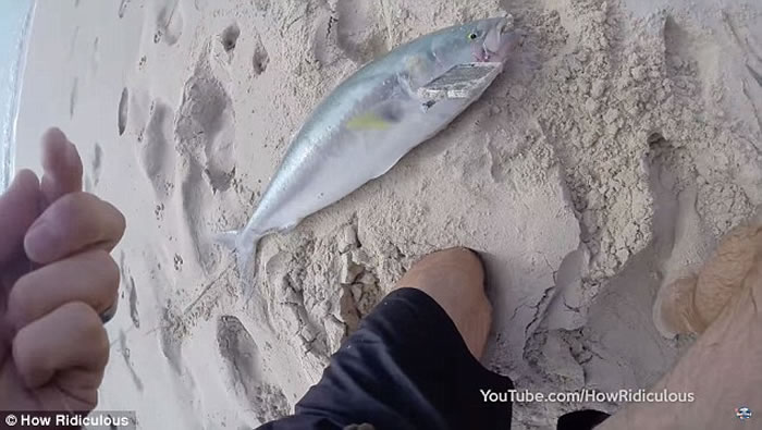 旧iPhone可以做什么?澳洲男子:钓三文鱼