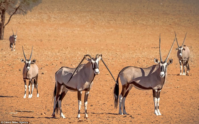 非洲纳米比亚草原一只剑羚的两只角居然向下长